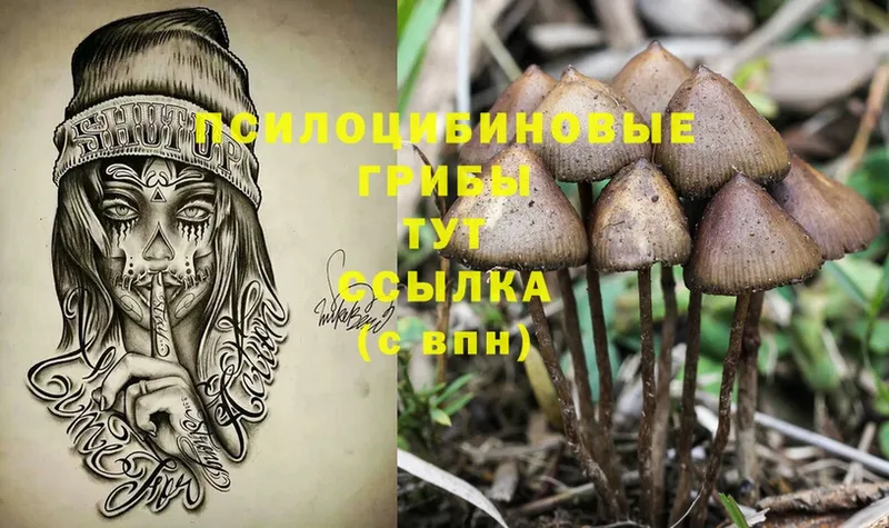 Галлюциногенные грибы Psilocybine cubensis  мориарти Telegram  Кудрово 